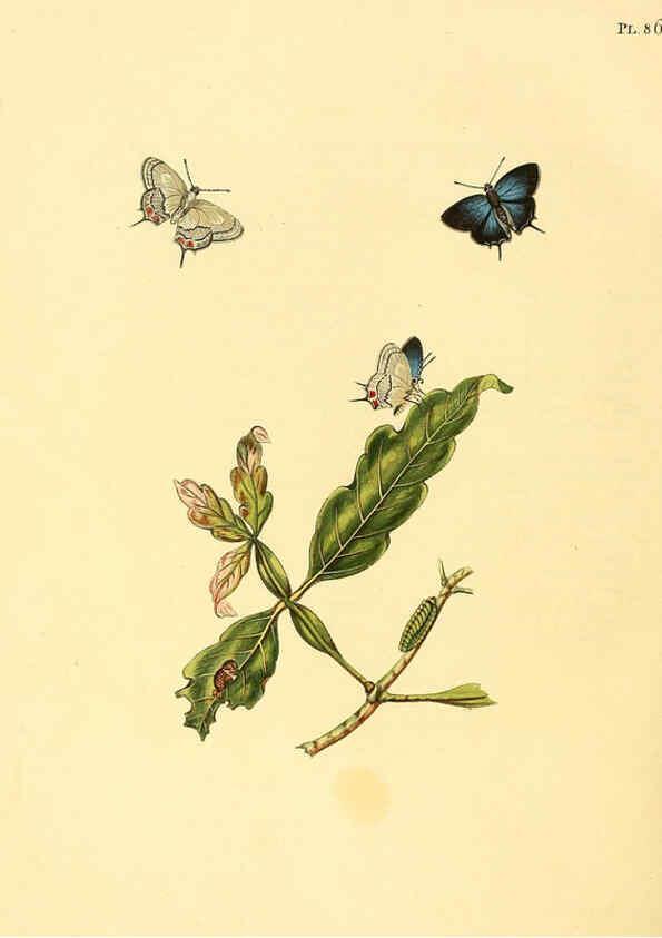 Reproducción/Reproduction 6127011926: Surinaamsche vlinders d.1-3. Amsterdam :J.C. Sepp en zoon,[1848-1852] 