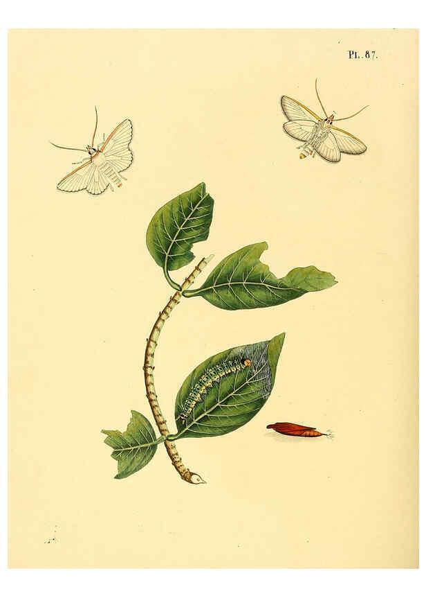Reproducción/Reproduction 6126463903: Surinaamsche vlinders d.1-3. Amsterdam :J.C. Sepp en zoon,[1848-1852] 