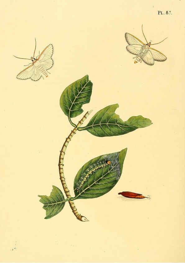 Reproducción/Reproduction 6126463903: Surinaamsche vlinders d.1-3. Amsterdam :J.C. Sepp en zoon,[1848-1852] 