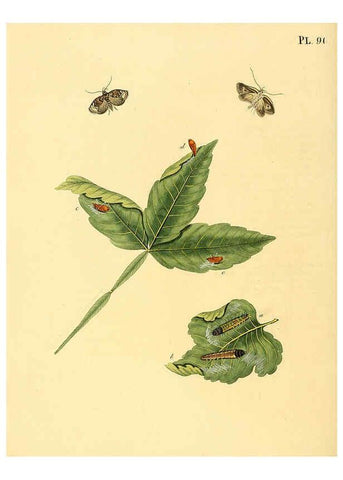 Reproducción/Reproduction 6127012550: Surinaamsche vlinders d.1-3. Amsterdam :J.C. Sepp en zoon,[1848-1852] 