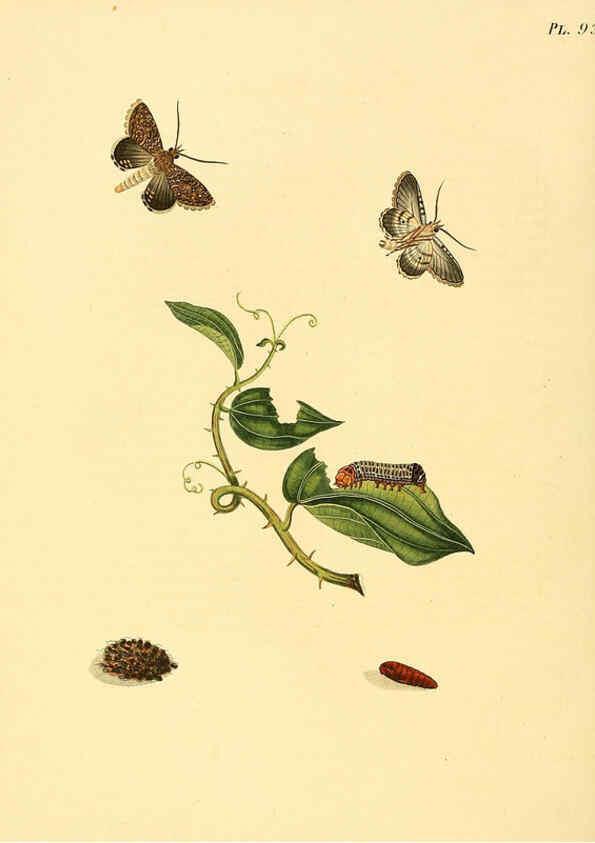 Reproducción/Reproduction 6127012754: Surinaamsche vlinders d.1-3. Amsterdam :J.C. Sepp en zoon,[1848-1852] 