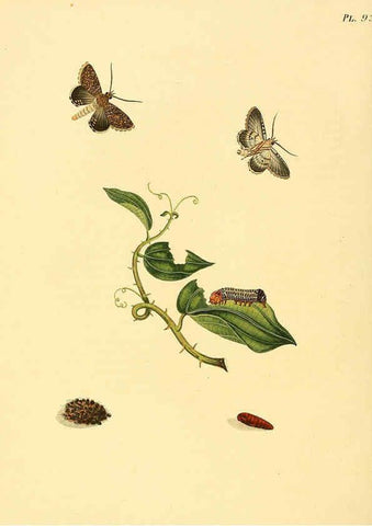 Reproducción/Reproduction 6127012754: Surinaamsche vlinders d.1-3. Amsterdam :J.C. Sepp en zoon,[1848-1852] 