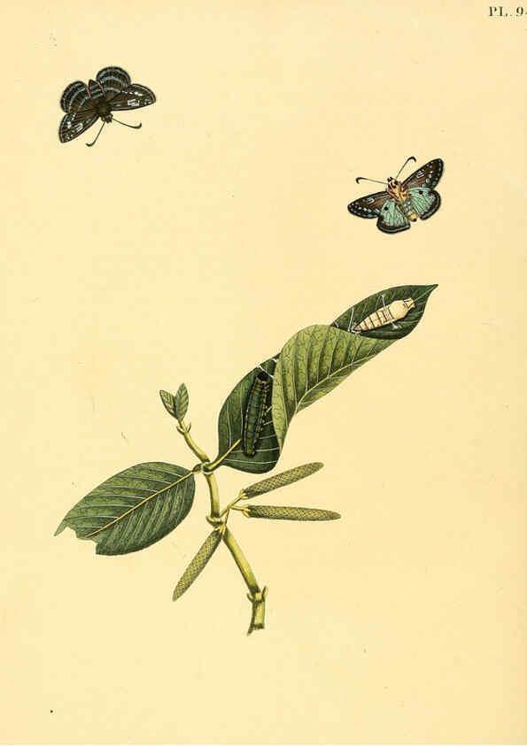 Reproducción/Reproduction 6126464773: Surinaamsche vlinders d.1-3. Amsterdam :J.C. Sepp en zoon,[1848-1852] 
