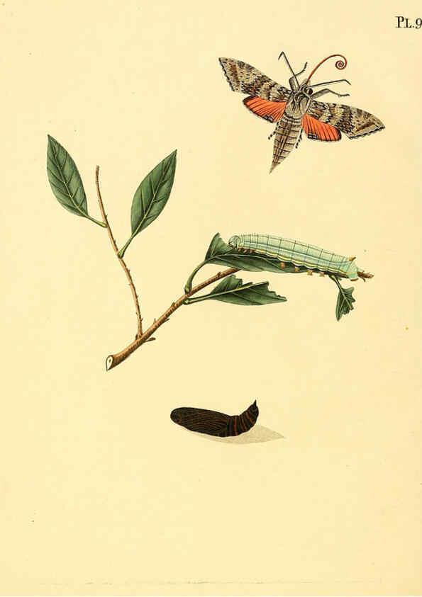 Reproducción/Reproduction 6127013086: Surinaamsche vlinders d.1-3. Amsterdam :J.C. Sepp en zoon,[1848-1852] 