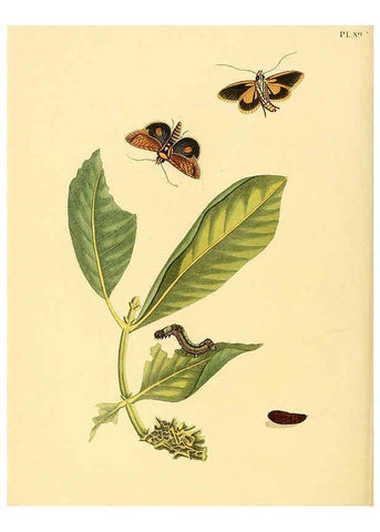 Reproducción/Reproduction 6126464161: Surinaamsche vlinders d.1-3. Amsterdam :J.C. Sepp en zoon,[1848-1852] 