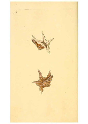 Reproducción/Reproduction 6126627621: The natural history of British shells. v.1-3. London :Printed for the Author, and for F.C. and J. Rivington, by Bye and Law,1800-1804