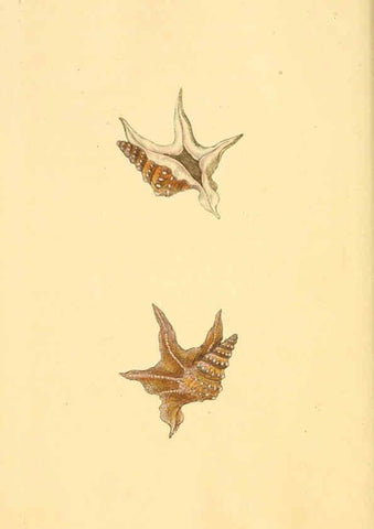 Reproducción/Reproduction 6126627621: The natural history of British shells. v.1-3. London :Printed for the Author, and for F.C. and J. Rivington, by Bye and Law,1800-1804