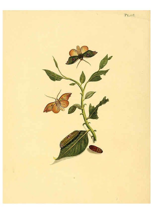 Reproducción/Reproduction 6126467747: Surinaamsche vlinders d.1-3. Amsterdam :J.C. Sepp en zoon,[1848-1852] 