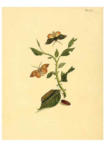 Reproducción/Reproduction 6126467747: Surinaamsche vlinders d.1-3. Amsterdam :J.C. Sepp en zoon,[1848-1852] 