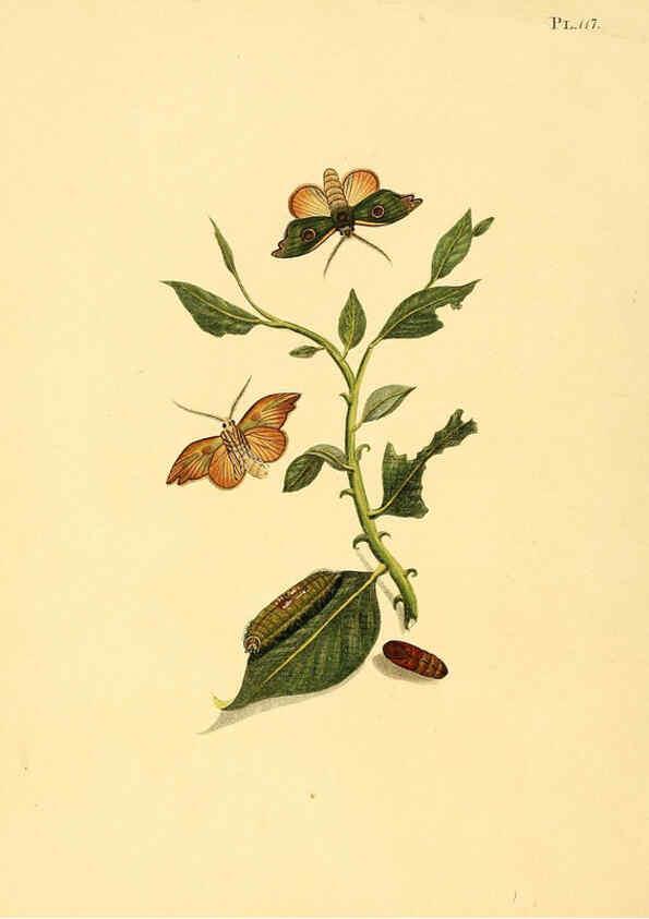 Reproducción/Reproduction 6126467747: Surinaamsche vlinders d.1-3. Amsterdam :J.C. Sepp en zoon,[1848-1852] 