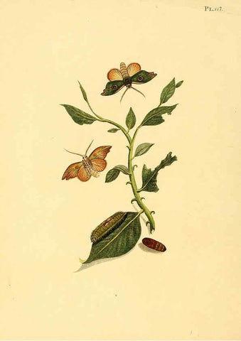 Reproducción/Reproduction 6126467747: Surinaamsche vlinders d.1-3. Amsterdam :J.C. Sepp en zoon,[1848-1852] 