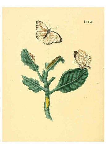 Reproducción/Reproduction 6126470905: Surinaamsche vlinders d.1-3. Amsterdam :J.C. Sepp en zoon,[1848-1852] 
