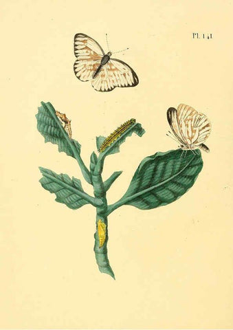 Reproducción/Reproduction 6126470905: Surinaamsche vlinders d.1-3. Amsterdam :J.C. Sepp en zoon,[1848-1852] 