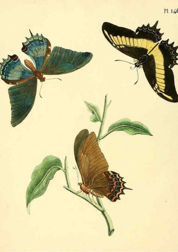 Reproducción/Reproduction 6126471909: Surinaamsche vlinders d.1-3. Amsterdam :J.C. Sepp en zoon,[1848-1852] 