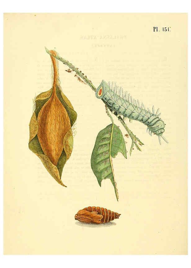 Reproducción/Reproduction 6127020600: Surinaamsche vlinders d.1-3. Amsterdam :J.C. Sepp en zoon,[1848-1852] 