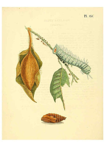 Reproducción/Reproduction 6127020600: Surinaamsche vlinders d.1-3. Amsterdam :J.C. Sepp en zoon,[1848-1852] 