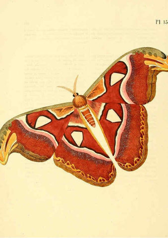 Reproducción/Reproduction 6126472389: Surinaamsche vlinders d.1-3. Amsterdam :J.C. Sepp en zoon,[1848-1852] 