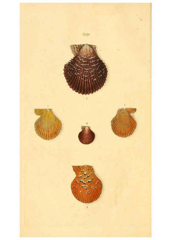 Reproducción/Reproduction 6127173912: The natural history of British shells. v.1-3. London :Printed for the Author, and for F.C. and J. Rivington, by Bye and Law,1800-1804