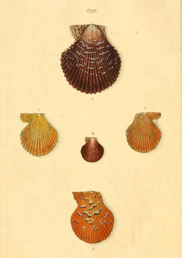 Reproducción/Reproduction 6127173912: The natural history of British shells. v.1-3. London :Printed for the Author, and for F.C. and J. Rivington, by Bye and Law,1800-1804