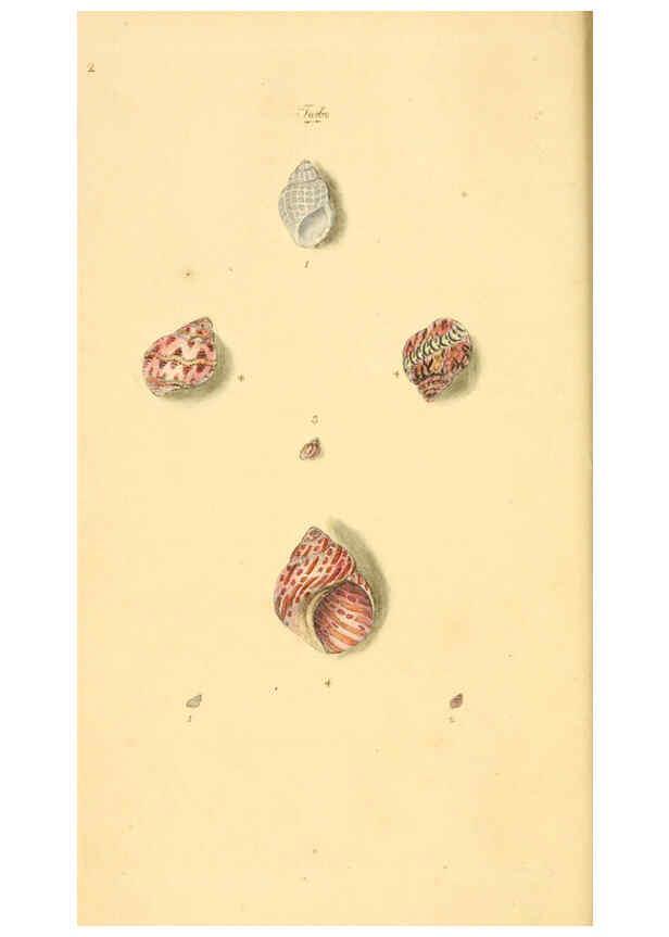 Reproducción/Reproduction 6126627145: The natural history of British shells. v.1-3. London :Printed for the Author, and for F.C. and J. Rivington, by Bye and Law,1800-1804