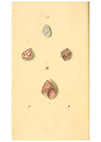 Reproducción/Reproduction 6126627145: The natural history of British shells. v.1-3. London :Printed for the Author, and for F.C. and J. Rivington, by Bye and Law,1800-1804