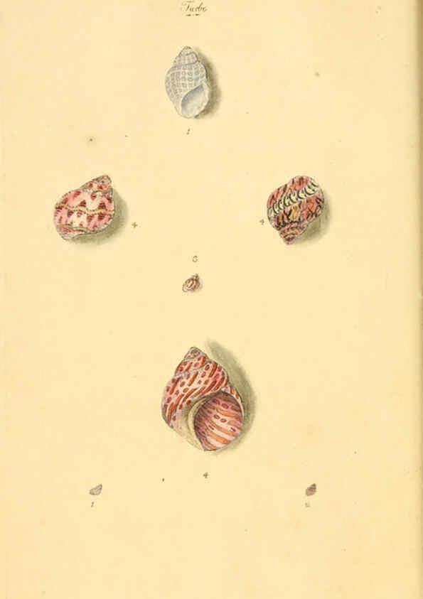 Reproducción/Reproduction 6126627145: The natural history of British shells. v.1-3. London :Printed for the Author, and for F.C. and J. Rivington, by Bye and Law,1800-1804