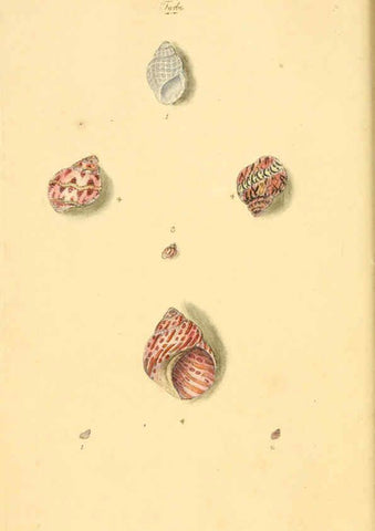 Reproducción/Reproduction 6126627145: The natural history of British shells. v.1-3. London :Printed for the Author, and for F.C. and J. Rivington, by Bye and Law,1800-1804