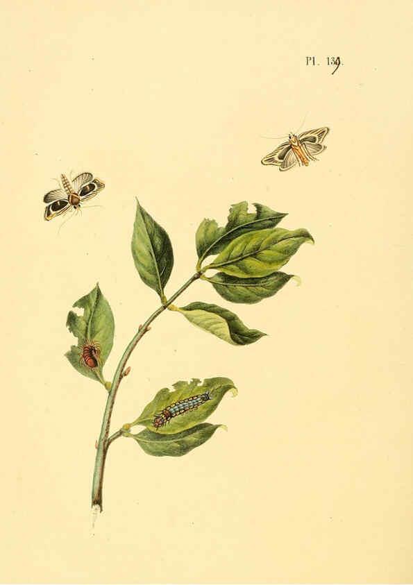 Reproducción/Reproduction 6126470619: Surinaamsche vlinders d.1-3. Amsterdam :J.C. Sepp en zoon,[1848-1852] 