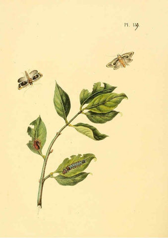 Reproducción/Reproduction 6126470619: Surinaamsche vlinders d.1-3. Amsterdam :J.C. Sepp en zoon,[1848-1852] 
