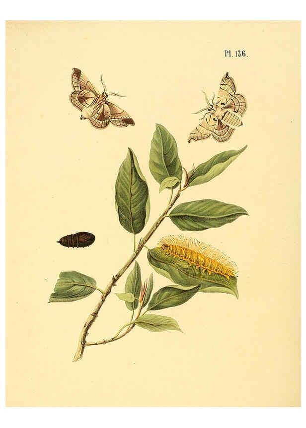 Reproducción/Reproduction 6126470219: Surinaamsche vlinders d.1-3. Amsterdam :J.C. Sepp en zoon,[1848-1852] 