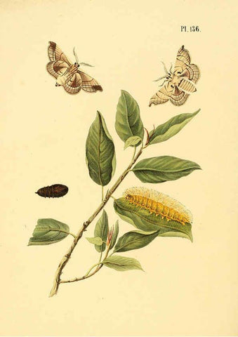 Reproducción/Reproduction 6126470219: Surinaamsche vlinders d.1-3. Amsterdam :J.C. Sepp en zoon,[1848-1852] 