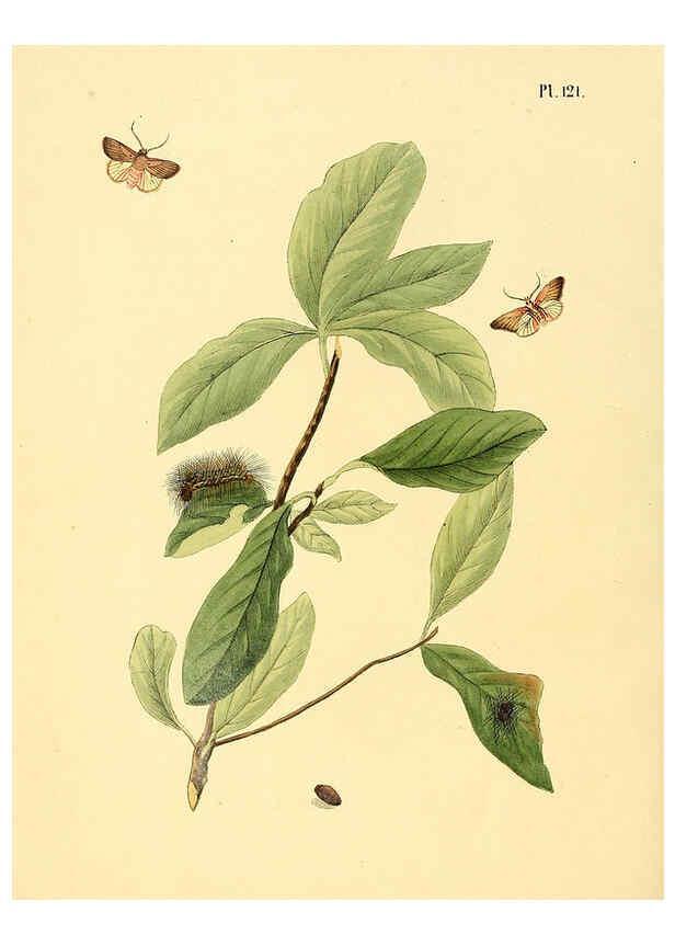 Reproducción/Reproduction 6127016532: Surinaamsche vlinders d.1-3. Amsterdam :J.C. Sepp en zoon,[1848-1852] 