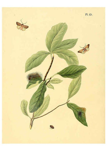 Reproducción/Reproduction 6127016532: Surinaamsche vlinders d.1-3. Amsterdam :J.C. Sepp en zoon,[1848-1852] 