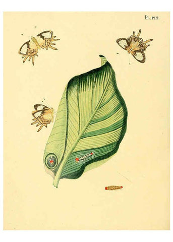 Reproducción/Reproduction 6127016660: Surinaamsche vlinders d.1-3. Amsterdam :J.C. Sepp en zoon,[1848-1852] 