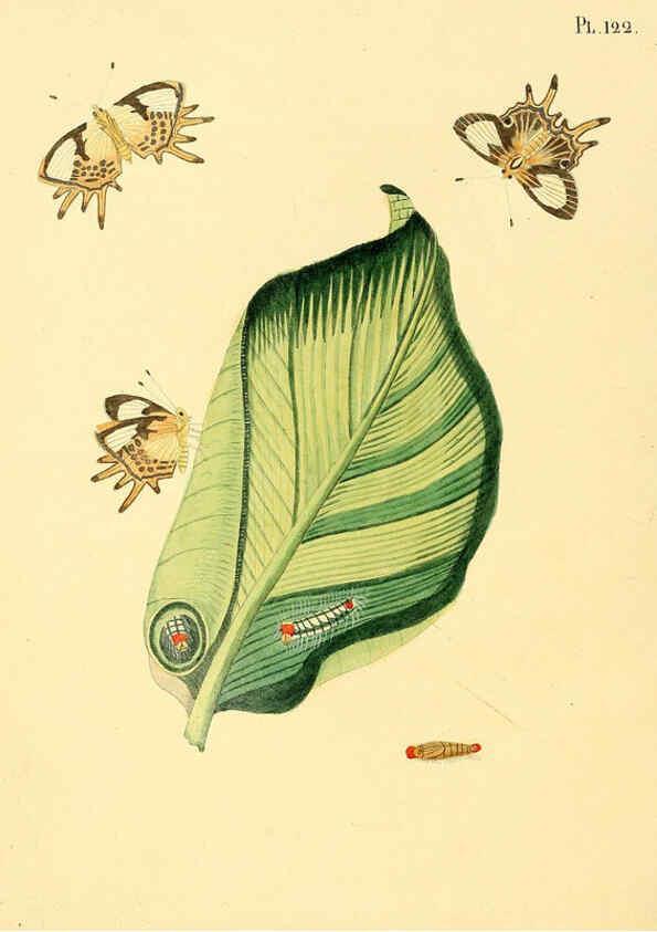 Reproducción/Reproduction 6127016660: Surinaamsche vlinders d.1-3. Amsterdam :J.C. Sepp en zoon,[1848-1852] 