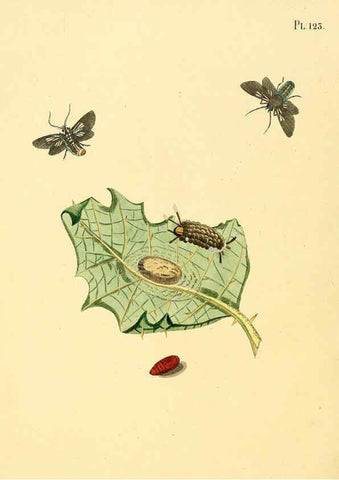 Reproducción/Reproduction 6126468525: Surinaamsche vlinders d.1-3. Amsterdam :J.C. Sepp en zoon,[1848-1852] 