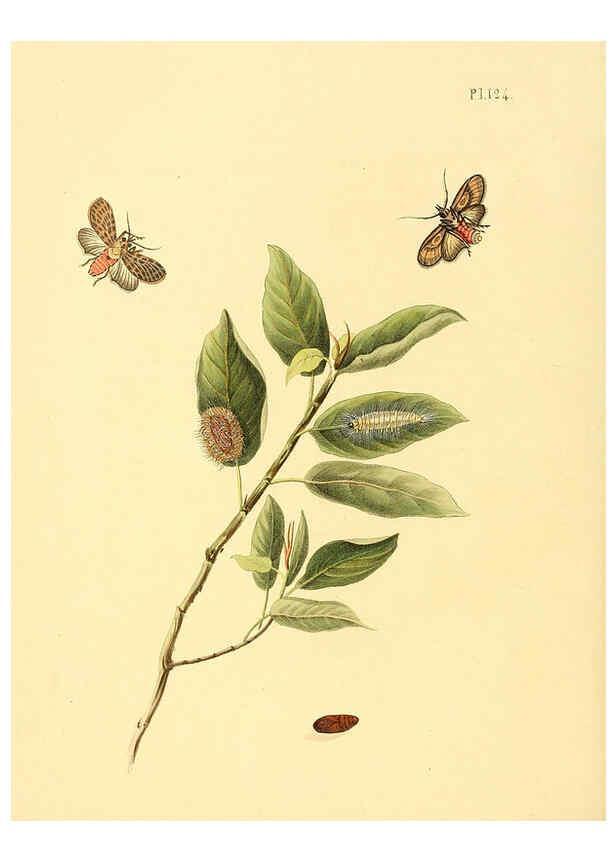 Reproducción/Reproduction 6127016932: Surinaamsche vlinders d.1-3. Amsterdam :J.C. Sepp en zoon,[1848-1852] 