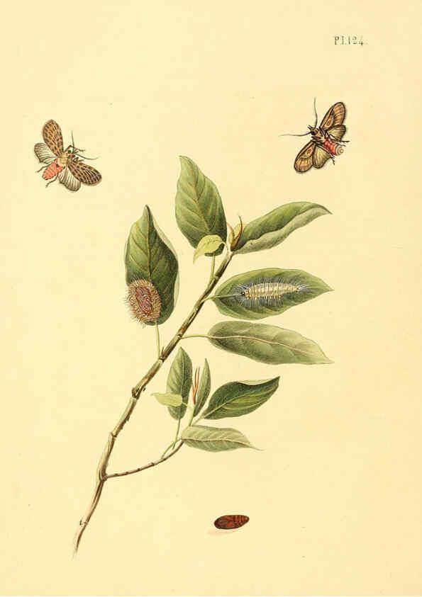 Reproducción/Reproduction 6127016932: Surinaamsche vlinders d.1-3. Amsterdam :J.C. Sepp en zoon,[1848-1852] 