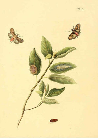 Reproducción/Reproduction 6127016932: Surinaamsche vlinders d.1-3. Amsterdam :J.C. Sepp en zoon,[1848-1852] 