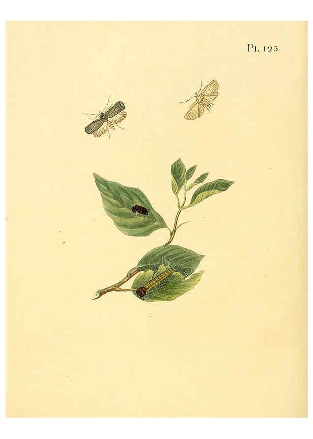 Reproducción/Reproduction 6126468821: Surinaamsche vlinders d.1-3. Amsterdam :J.C. Sepp en zoon,[1848-1852] 