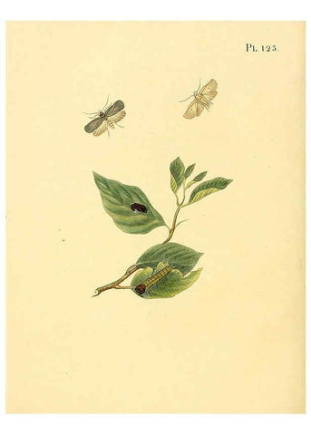 Reproducción/Reproduction 6126468821: Surinaamsche vlinders d.1-3. Amsterdam :J.C. Sepp en zoon,[1848-1852] 