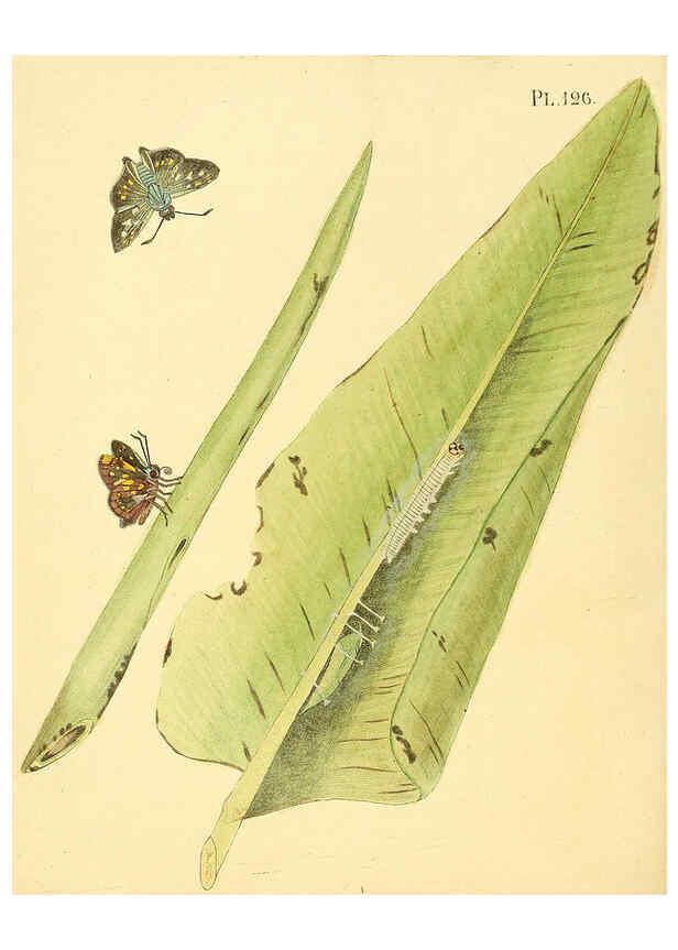 Reproducción/Reproduction 6126468933: Surinaamsche vlinders d.1-3. Amsterdam :J.C. Sepp en zoon,[1848-1852] 