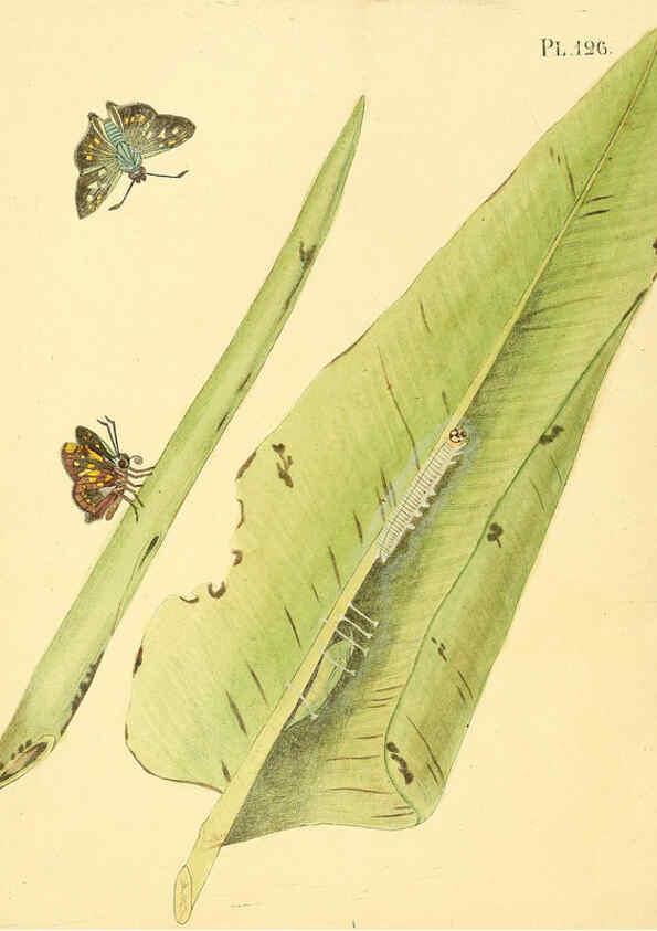Reproducción/Reproduction 6126468933: Surinaamsche vlinders d.1-3. Amsterdam :J.C. Sepp en zoon,[1848-1852] 
