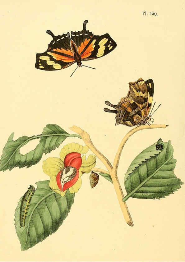 Reproducción/Reproduction 6126469483: Surinaamsche vlinders d.1-3. Amsterdam :J.C. Sepp en zoon,[1848-1852] 