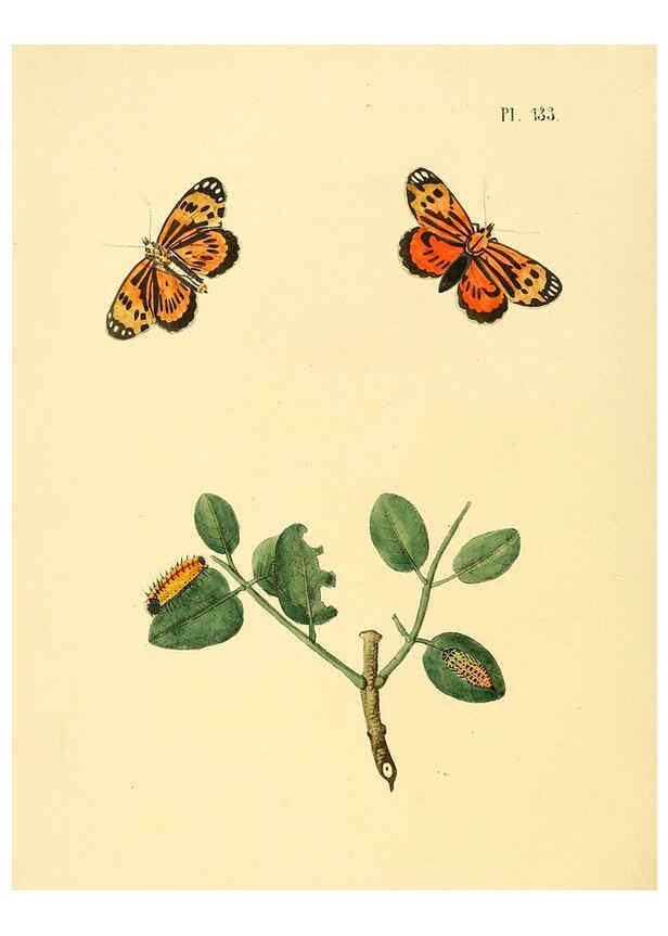 Reproducción/Reproduction 6126469865: Surinaamsche vlinders d.1-3. Amsterdam :J.C. Sepp en zoon,[1848-1852] 