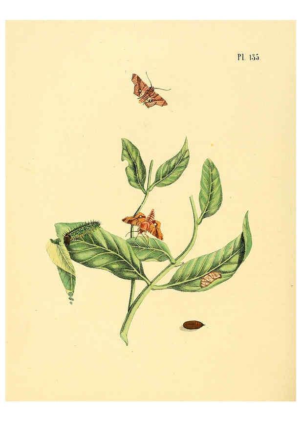 Reproducción/Reproduction 6127018486: Surinaamsche vlinders d.1-3. Amsterdam :J.C. Sepp en zoon,[1848-1852] 