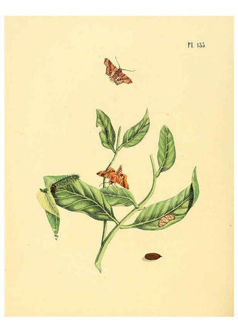 Reproducción/Reproduction 6127018486: Surinaamsche vlinders d.1-3. Amsterdam :J.C. Sepp en zoon,[1848-1852] 