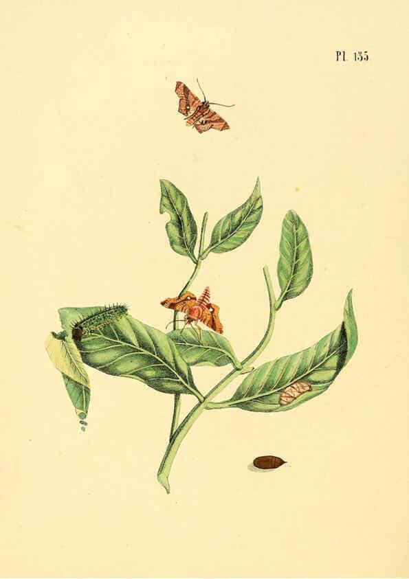 Reproducción/Reproduction 6127018486: Surinaamsche vlinders d.1-3. Amsterdam :J.C. Sepp en zoon,[1848-1852] 