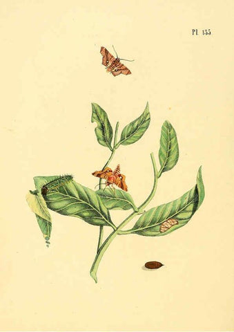 Reproducción/Reproduction 6127018486: Surinaamsche vlinders d.1-3. Amsterdam :J.C. Sepp en zoon,[1848-1852] 
