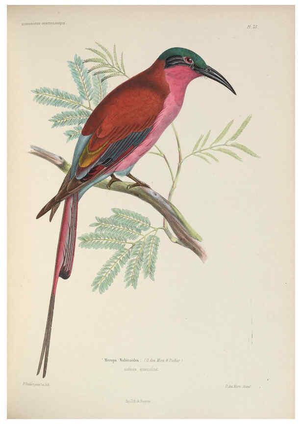 Reproducción/Reproduction 6120572950: Iconographie ornithologique Paris :Chez Friedrich Klincksieck [etc., etc.],1849 [i.e. 1845-1849] 